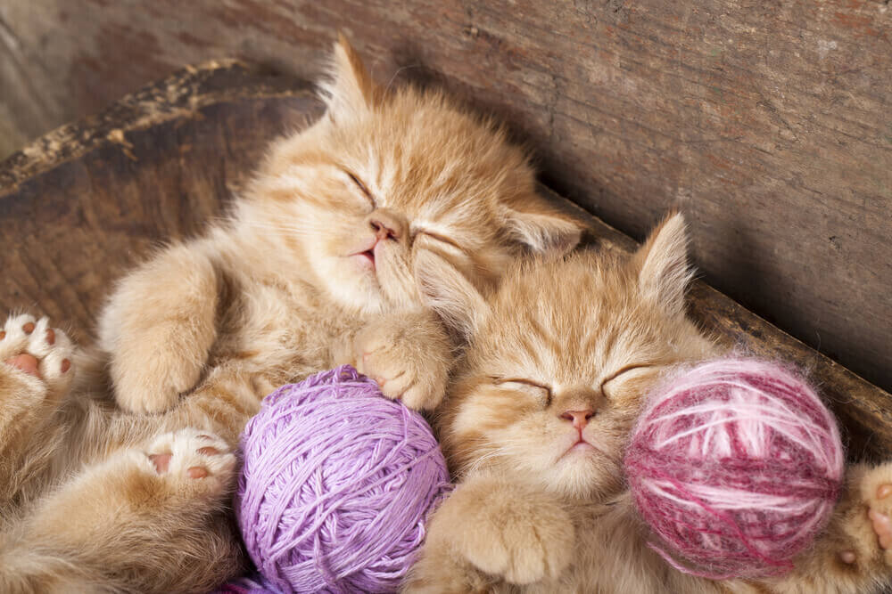 Two ginger kittens sleeping with pink and purple balls of yarn.