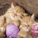 Two ginger kittens sleeping along with a purple and pink ball of yarn.
